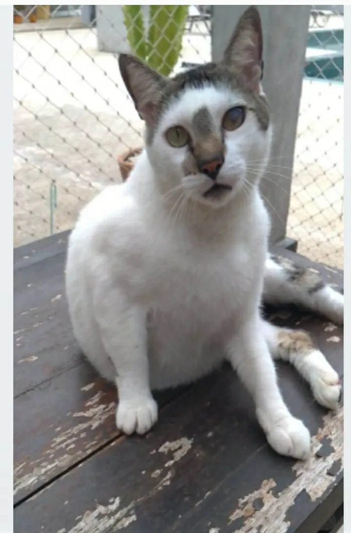 Gato ra a srd bicolor idade 2 anos nome SADAN