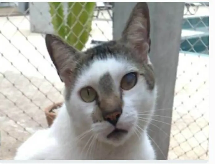 Gato ra a srd bicolor idade 2 anos nome SADAN