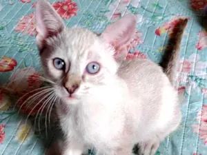 Gato raça SRD-ViraLata idade Abaixo de 2 meses nome MILAH