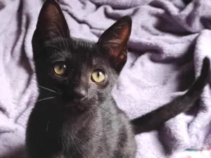 Gato raça SRD-ViraLata idade Abaixo de 2 meses nome PEDRO