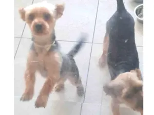 Cachorro raça Yorkshire idade 2 anos nome Ben e Bingo