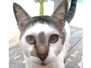Gato raça srd bicolor idade 2 anos nome SADAN
