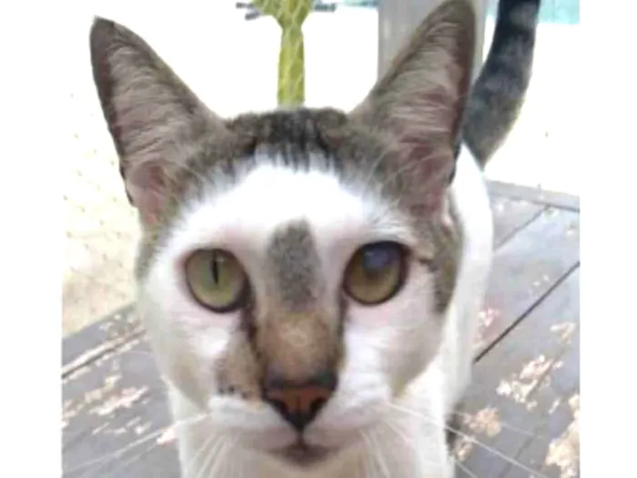 Gato ra a srd bicolor idade 2 anos nome SADAN