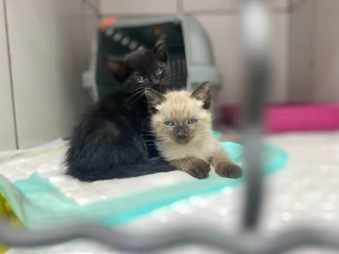 Gato raça Srd idade Abaixo de 2 meses nome Maneco