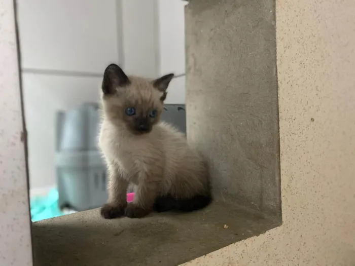 Gato raça Srd idade Abaixo de 2 meses nome Maneco