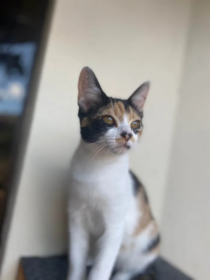 Cachorro raça Srd idade 2 a 6 meses nome Girassol 