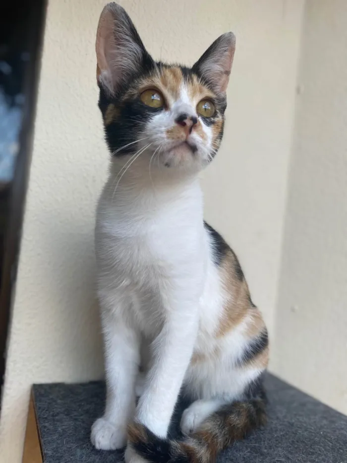 Cachorro raça Srd idade 2 a 6 meses nome Girassol 