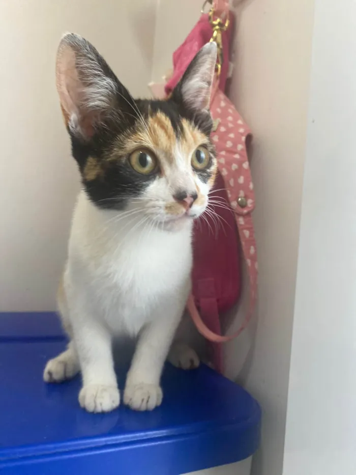 Cachorro raça Srd idade 2 a 6 meses nome Girassol 