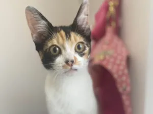 Cachorro raça Srd idade 2 a 6 meses nome Girassol 