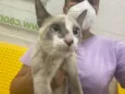Gato raça Srd idade 2 a 6 meses nome Flor 