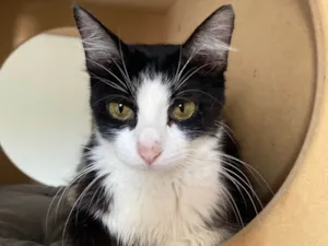 Gato raça Srd idade 7 a 11 meses nome Duda