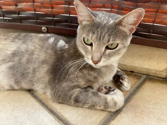 Gato ra a Srd idade 1 ano nome Magali