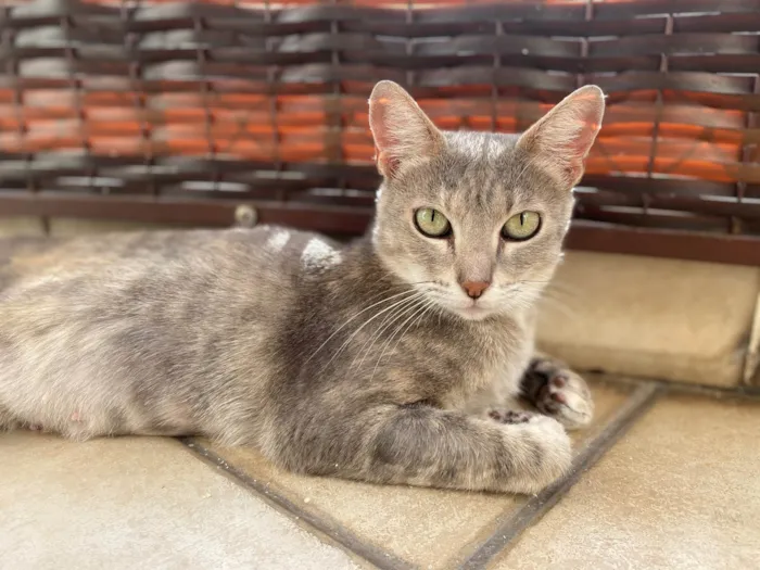 Gato ra a Srd idade 1 ano nome Magali