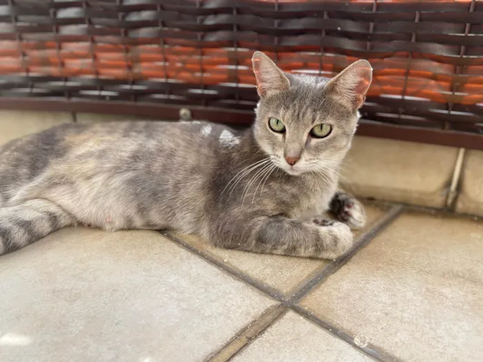 Gato ra a Srd idade 1 ano nome Magali