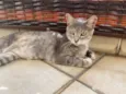 Magali