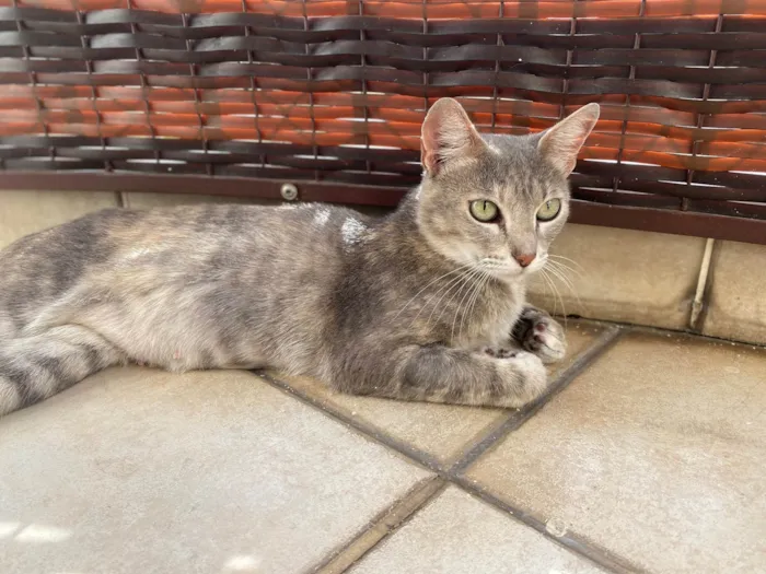 Gato ra a Srd idade 1 ano nome Magali