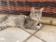 Magali