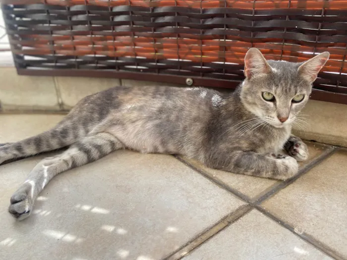 Gato ra a Srd idade 1 ano nome Magali