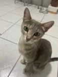 Magali