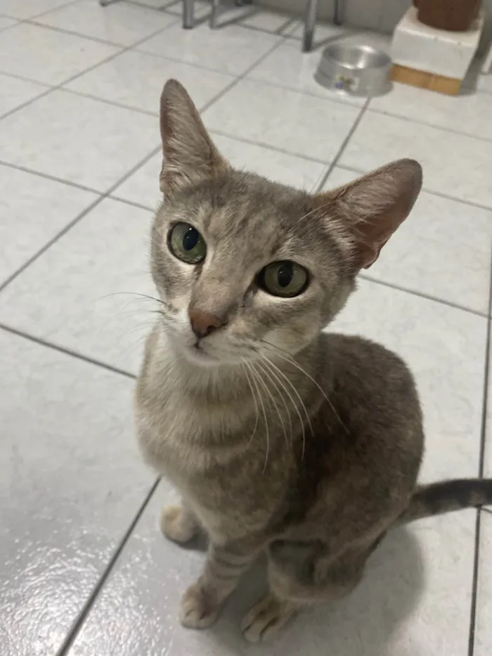 Gato ra a Srd idade 1 ano nome Magali