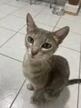 Magali