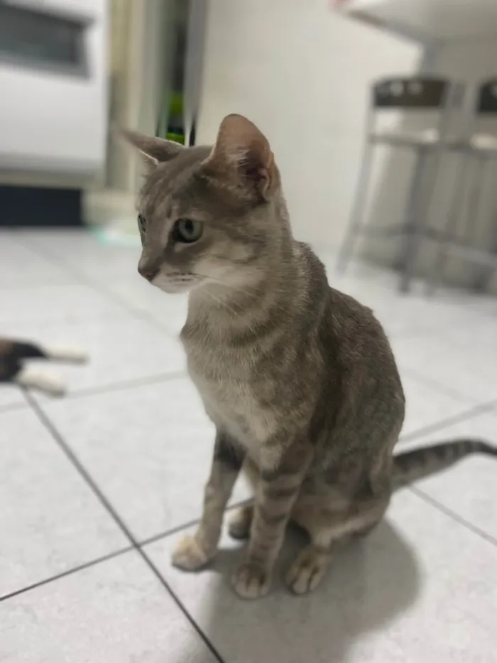 Gato ra a Srd idade 1 ano nome Magali