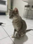 Magali