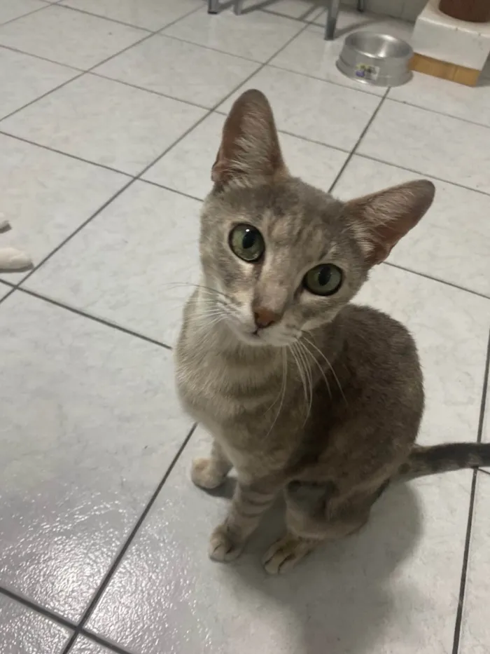 Gato ra a Srd idade 1 ano nome Magali