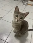 Magali
