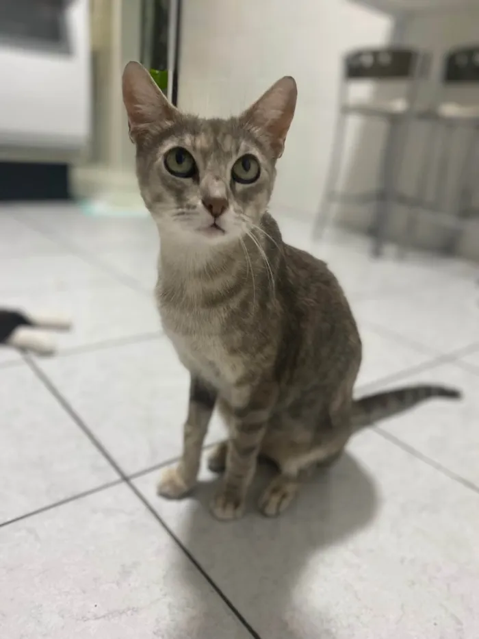 Gato ra a Srd idade 1 ano nome Magali