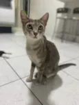 Magali