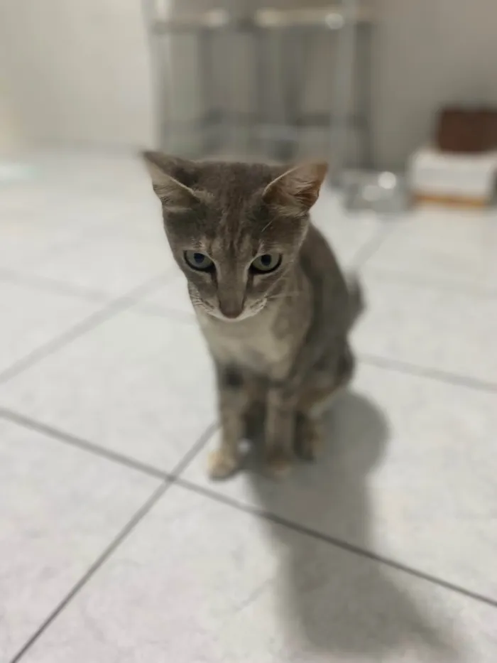 Gato ra a Srd idade 1 ano nome Magali