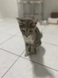 Magali