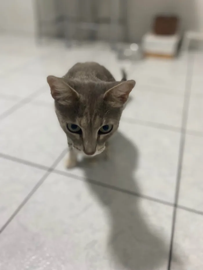 Gato ra a Srd idade 1 ano nome Magali