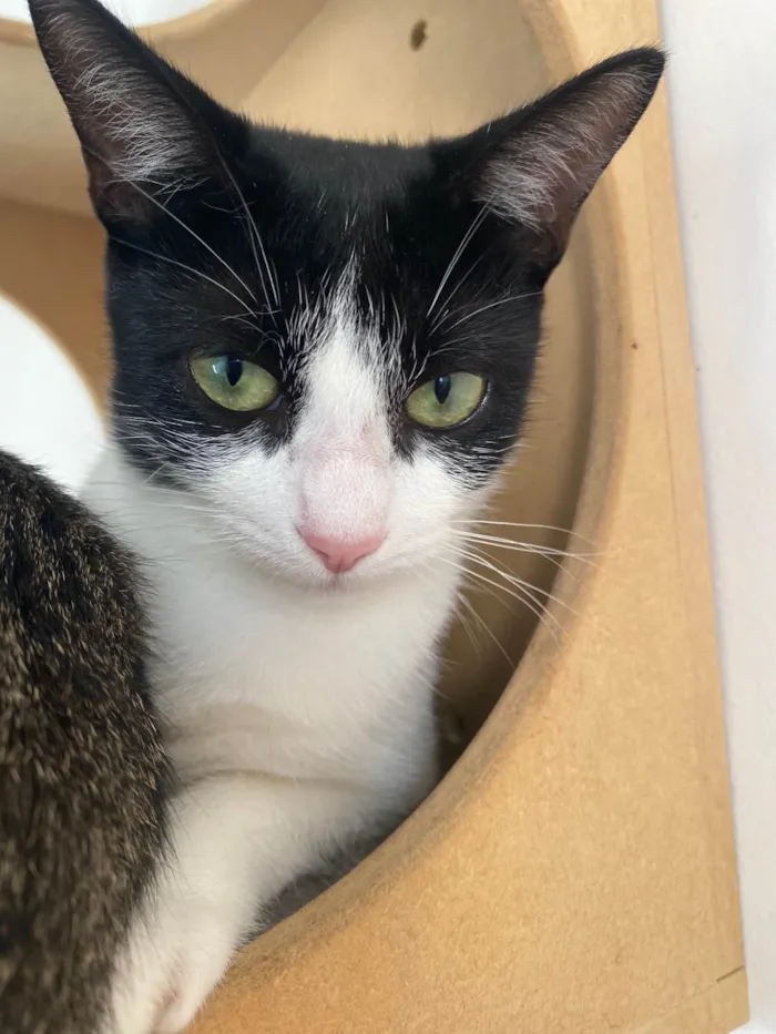 Gato raça Srd idade 7 a 11 meses nome Monica