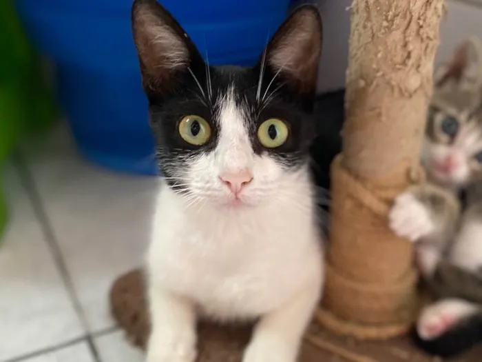 Gato raça Srd idade 7 a 11 meses nome Monica