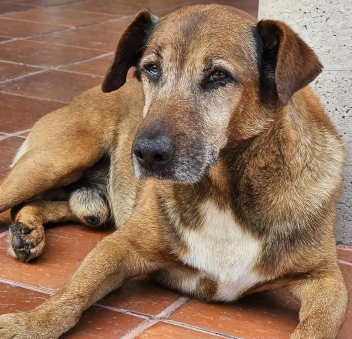 Cachorro ra a Basset-Cofap idade 6 ou mais anos nome Peteco