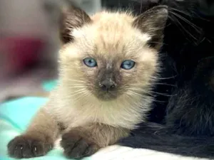 Gato raça Srd idade Abaixo de 2 meses nome Maneco