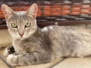 Gato raça Srd idade 1 ano nome Magali