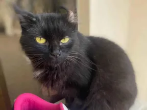 Gato raça Srd idade 7 a 11 meses nome Bia