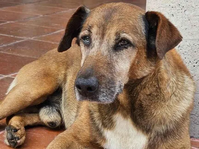 Cachorro ra a Basset-Cofap idade 6 ou mais anos nome Peteco