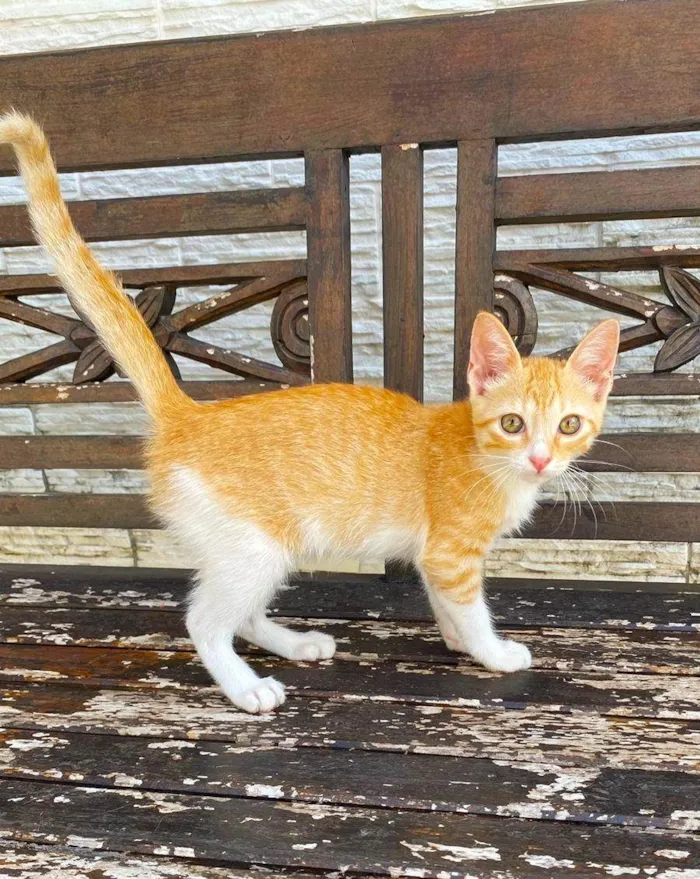 Gato ra a Srd idade 2 a 6 meses nome JULIET 