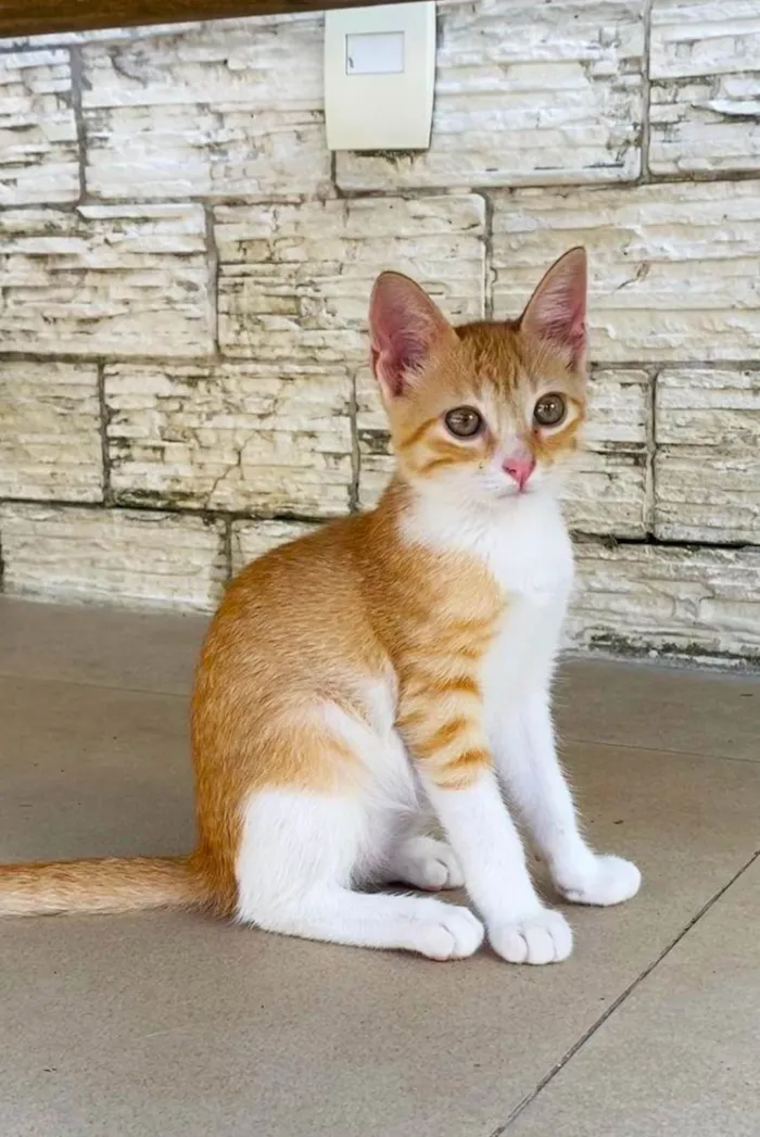 Gato ra a Srd idade 2 a 6 meses nome JULIET 