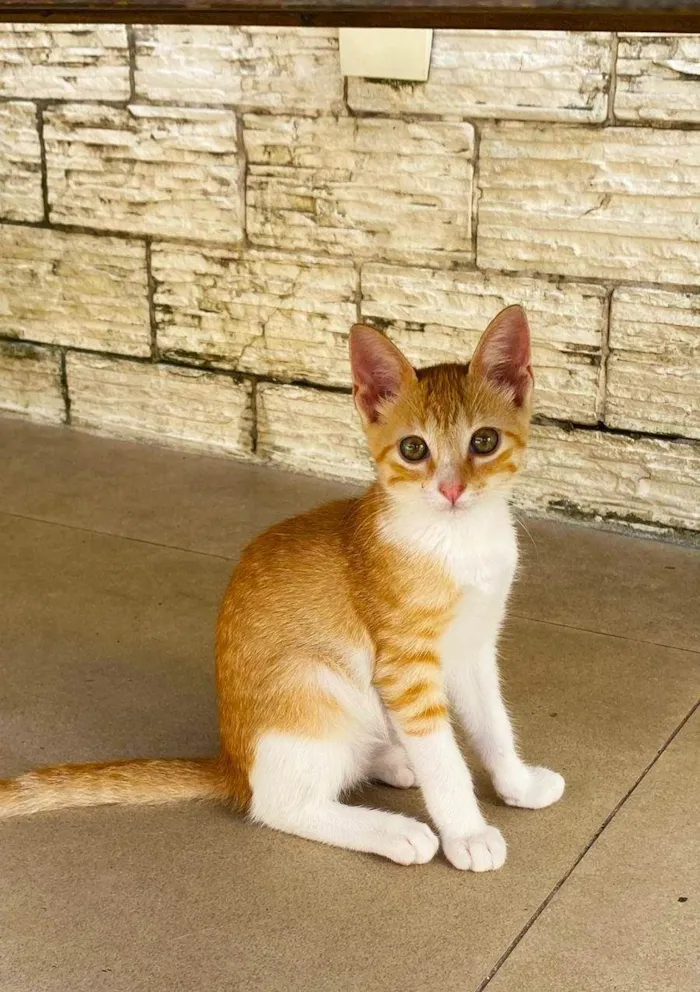 Gato ra a Srd idade 2 a 6 meses nome JULIET 