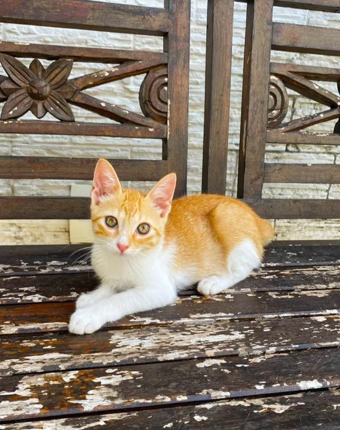 Gato ra a Srd idade 2 a 6 meses nome JULIET 