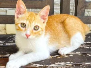 Gato raça Srd idade 2 a 6 meses nome JULIET 