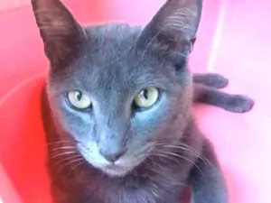 Gato raça Srd idade 2 anos nome Gary