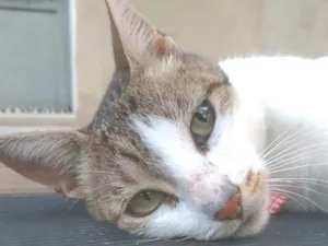 Gato raça Srd idade 2 anos nome Iris
