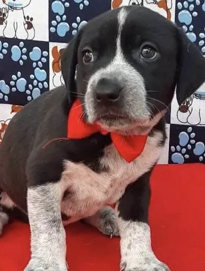 Cachorro ra a Mestica  idade Abaixo de 2 meses nome Pandora 