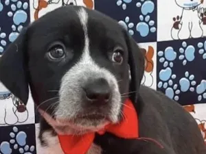 Cachorro raça Mestica  idade Abaixo de 2 meses nome Pandora 